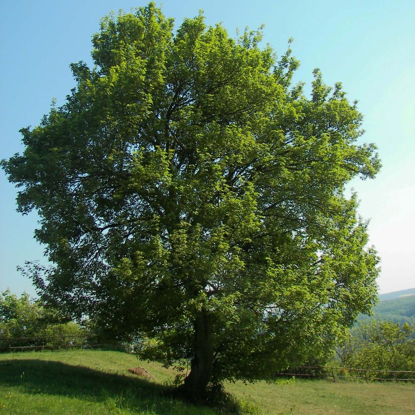 Feld-Ahorn - Acer campestre (Plant habit)