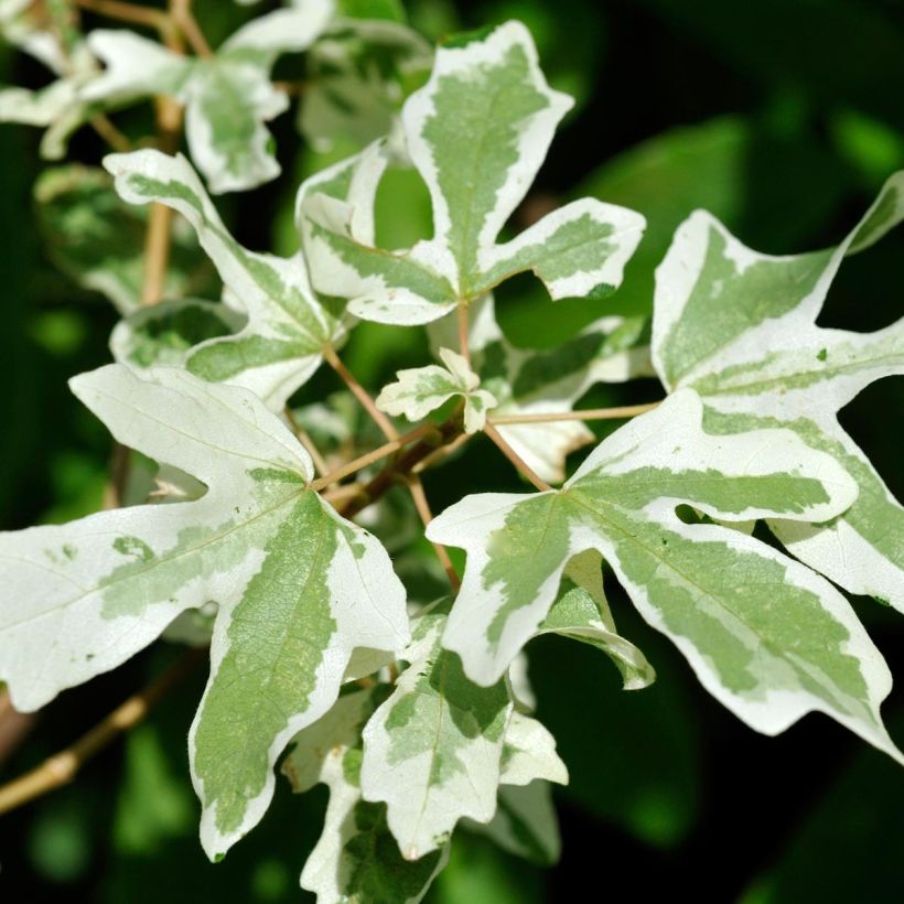 Feld-Ahorn Carnival - Acer campestre (Foliage)