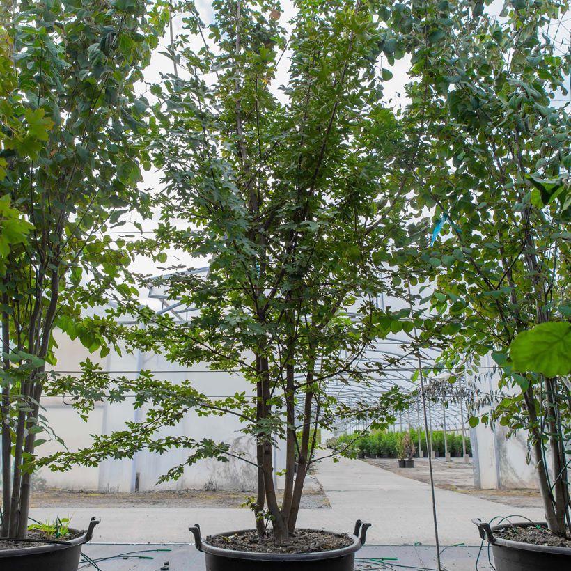 Example of Feld-Ahorn - Acer campestre Topf mit 70L/75L as you get in printemps