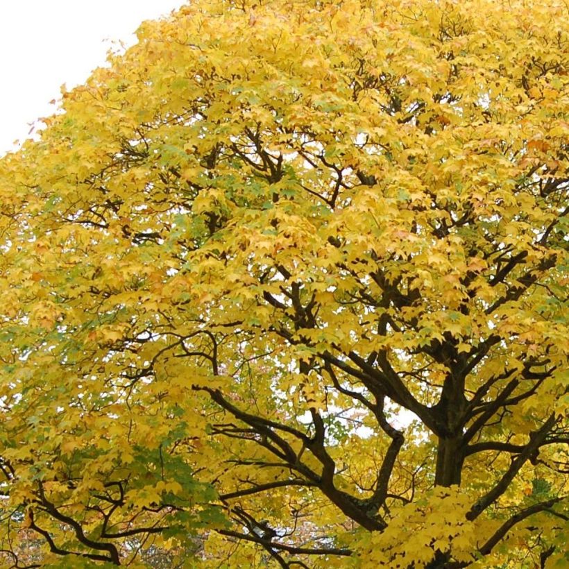 Kolchischer Ahorn Aureum - Acer cappadocicum (Foliage)