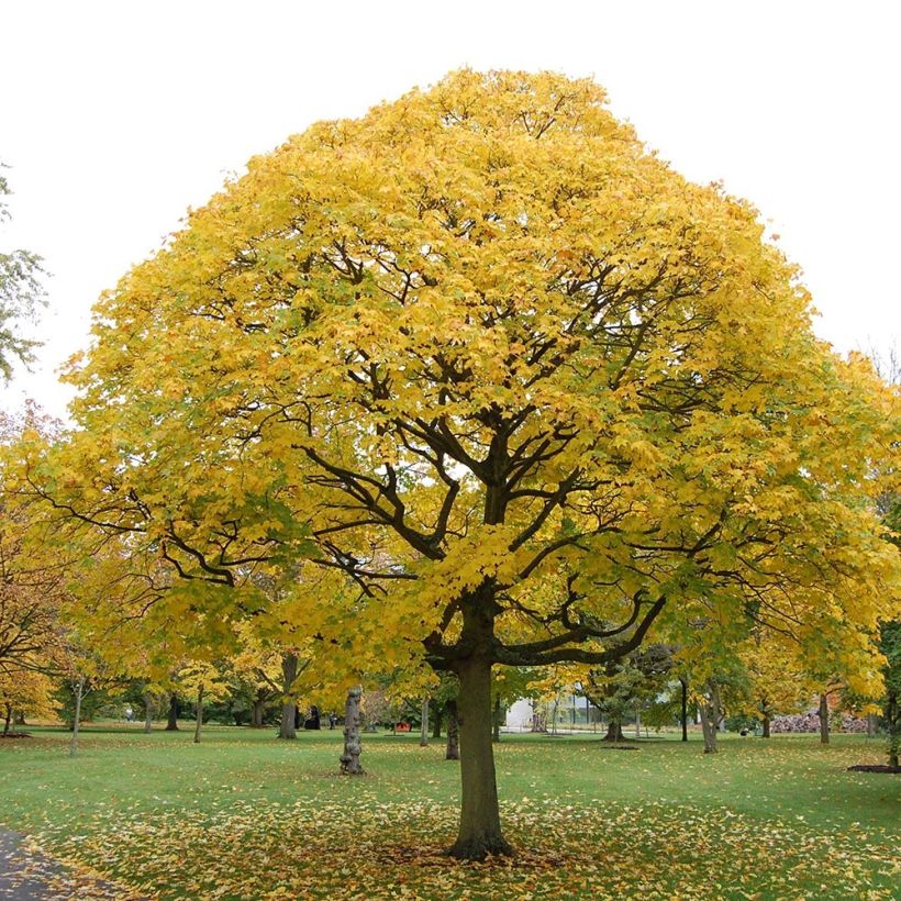 Kolchischer Ahorn Aureum - Acer cappadocicum (Plant habit)