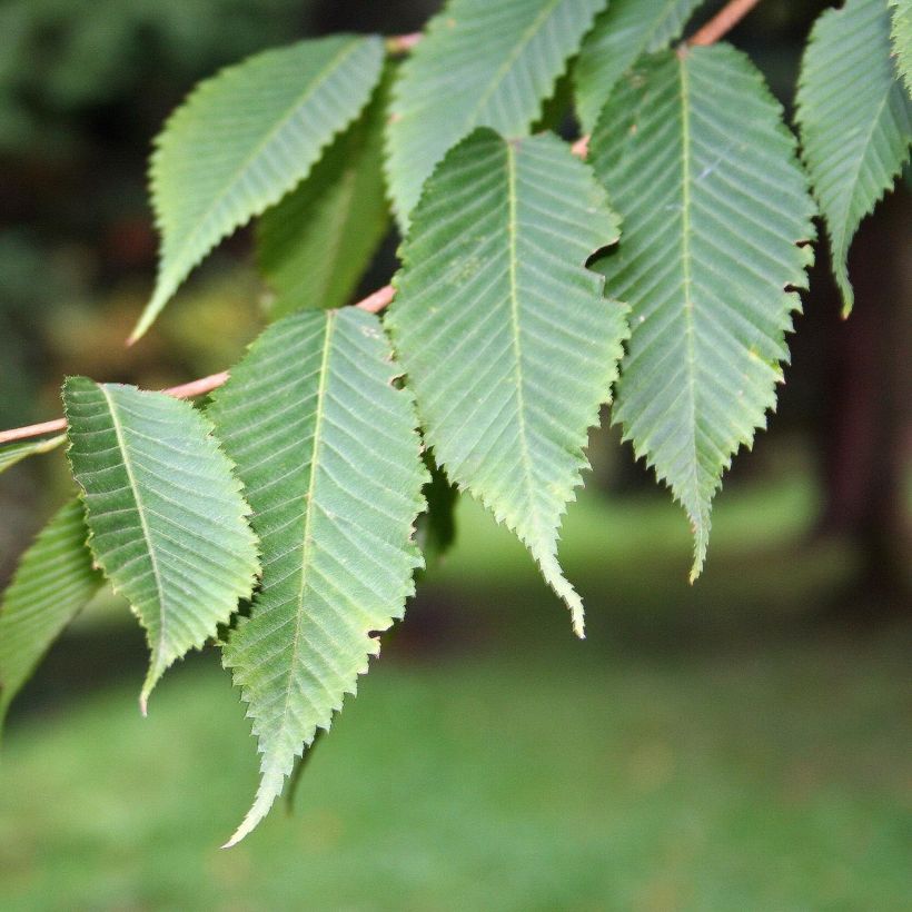 Hainbuchen-Ahorn - Acer carpinifolium (Foliage)