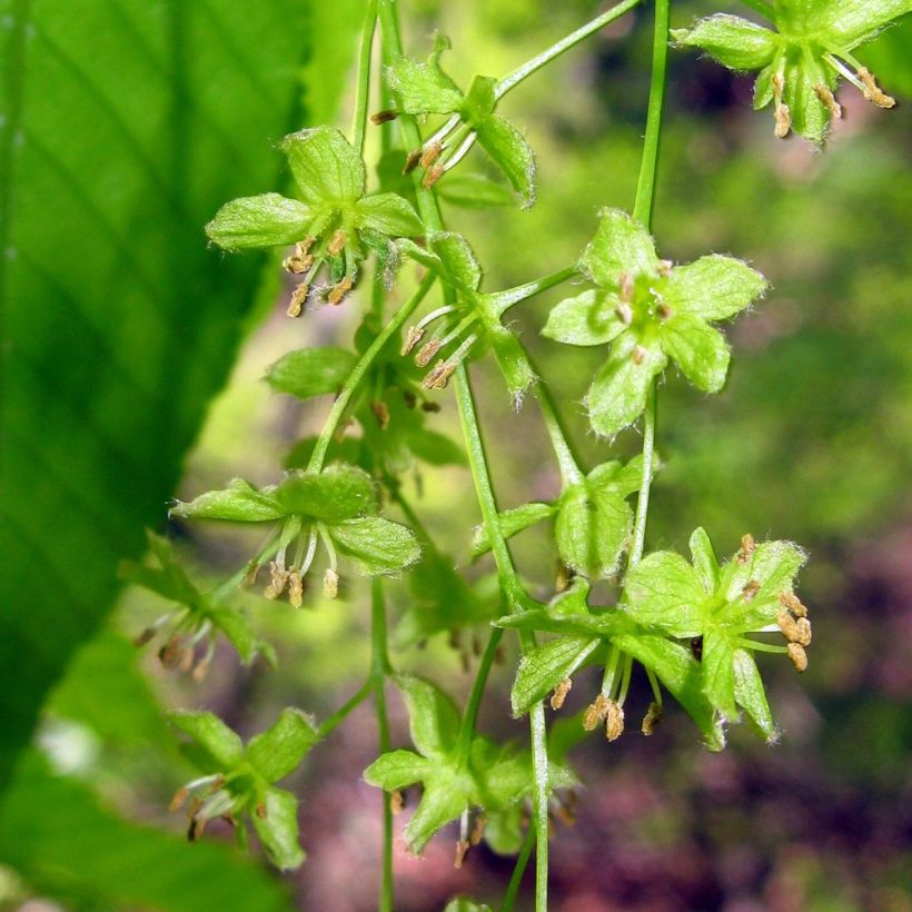 Hainbuchen-Ahorn - Acer carpinifolium (Flowering)
