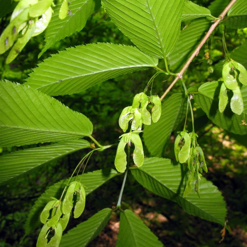 Hainbuchen-Ahorn - Acer carpinifolium (Harvest)