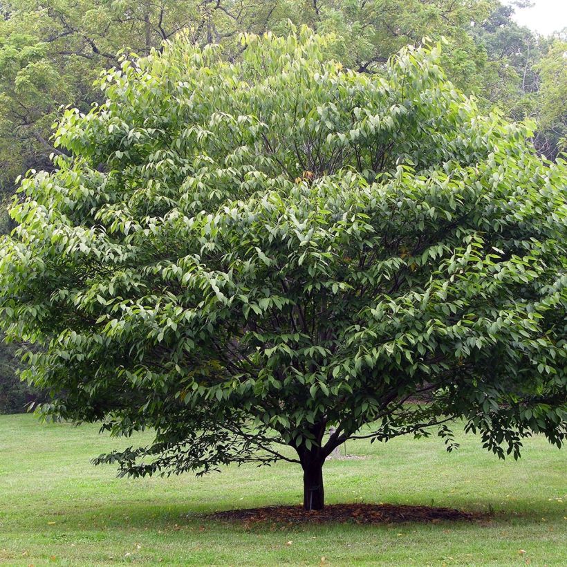 Hainbuchen-Ahorn - Acer carpinifolium (Plant habit)