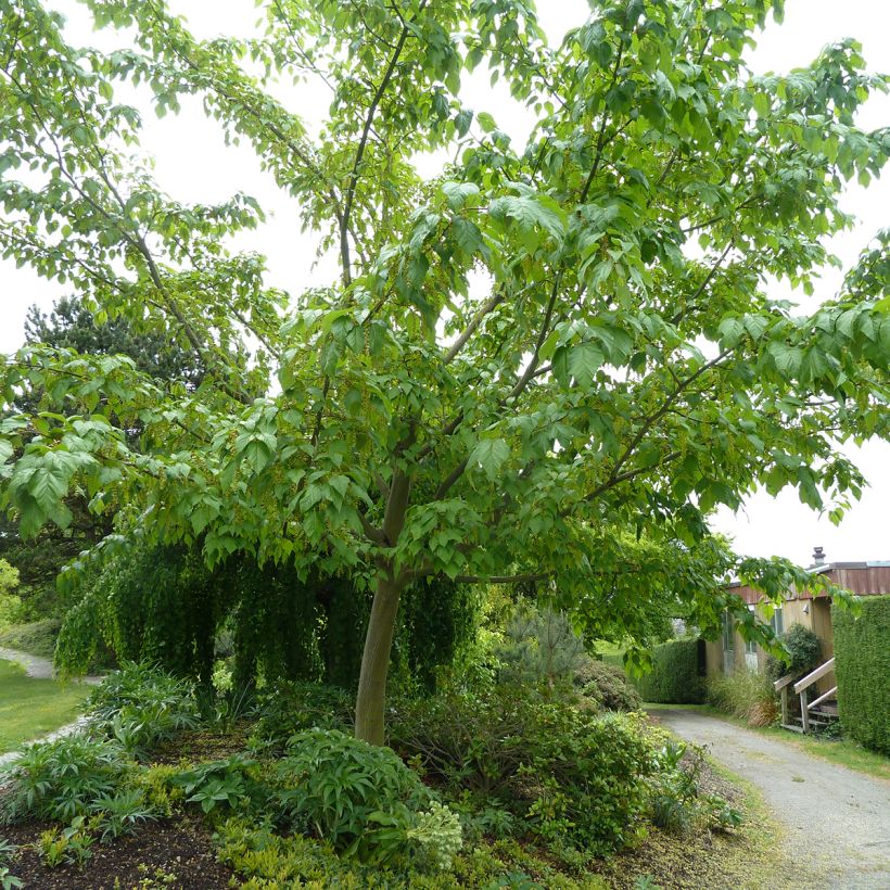 Strauchahorn Silver Vein - Acer conspicuum (Plant habit)