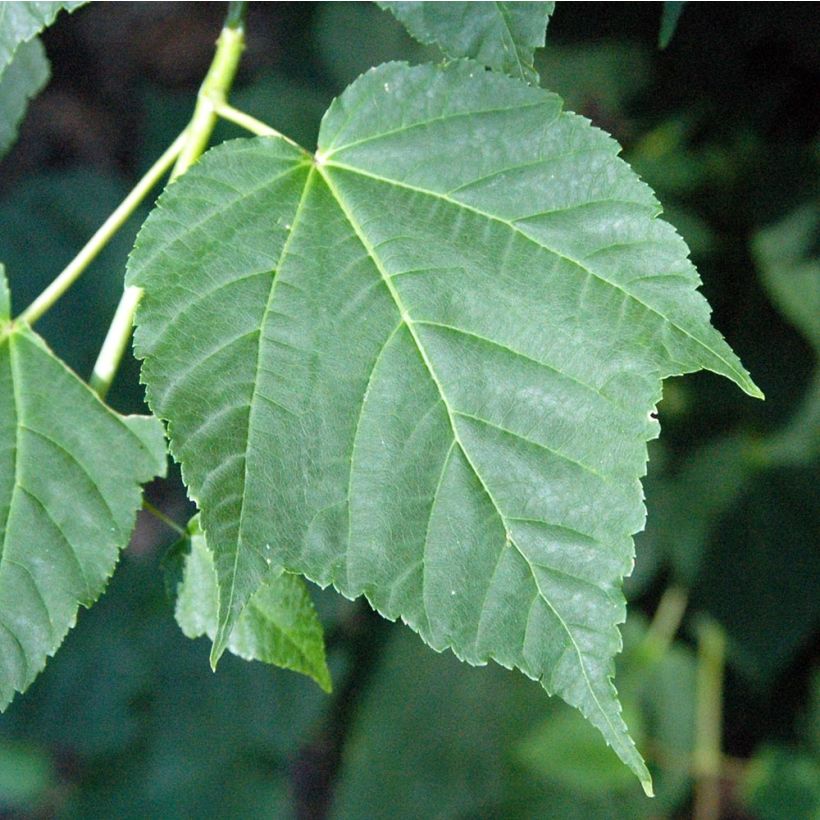 Schlangenhautahorn - Acer davidii (Foliage)