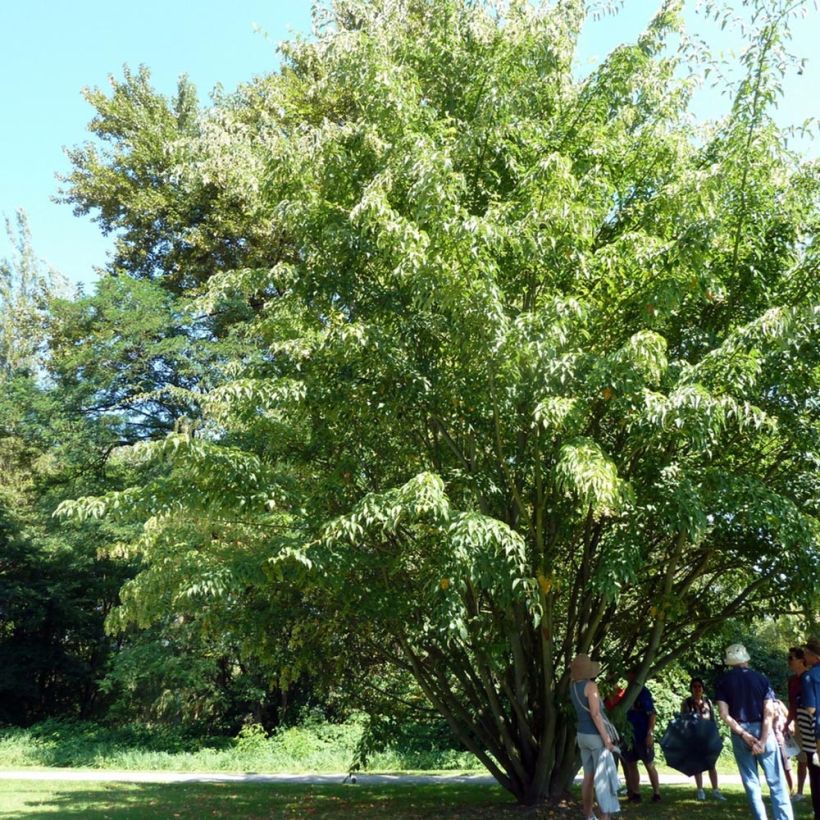 Schlangenhautahorn - Acer davidii (Plant habit)
