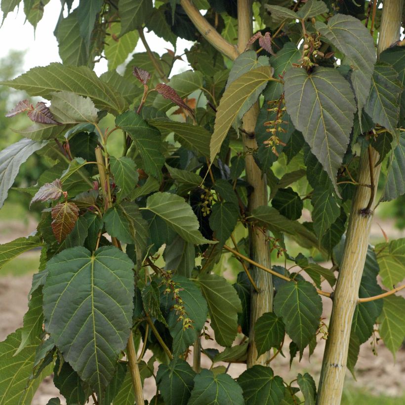 Schlangenhautahorn Viper - Acer davidii (Foliage)