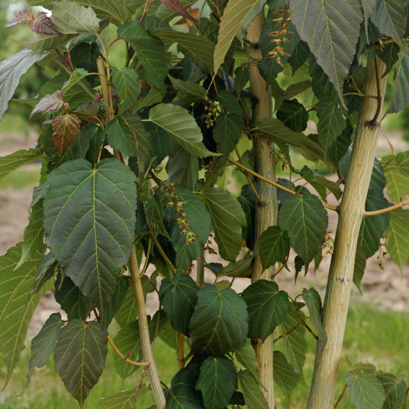 Schlangenhautahorn Viper - Acer davidii (Plant habit)