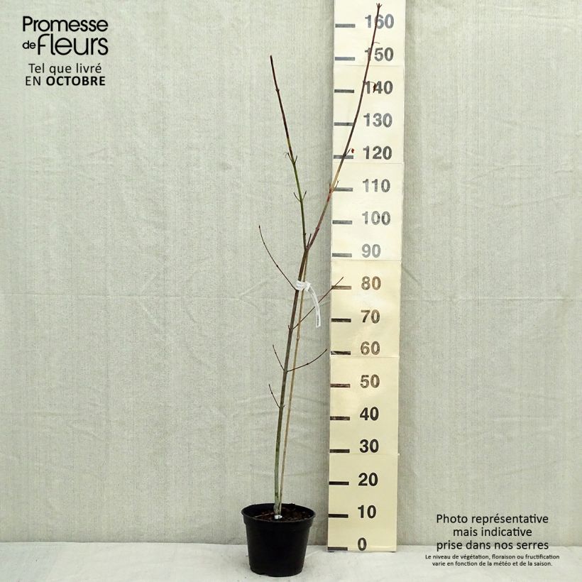 Example of Schlangenhautahorn Viper - Acer davidii Topf mit 4L/5L as you get in automne