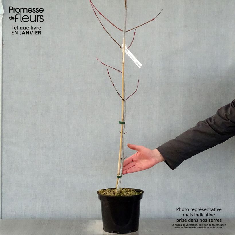 Exemplar von Schlangenhautahorn Viper - Acer davidii Topf mit 4L/5L wie im Winter geliefert