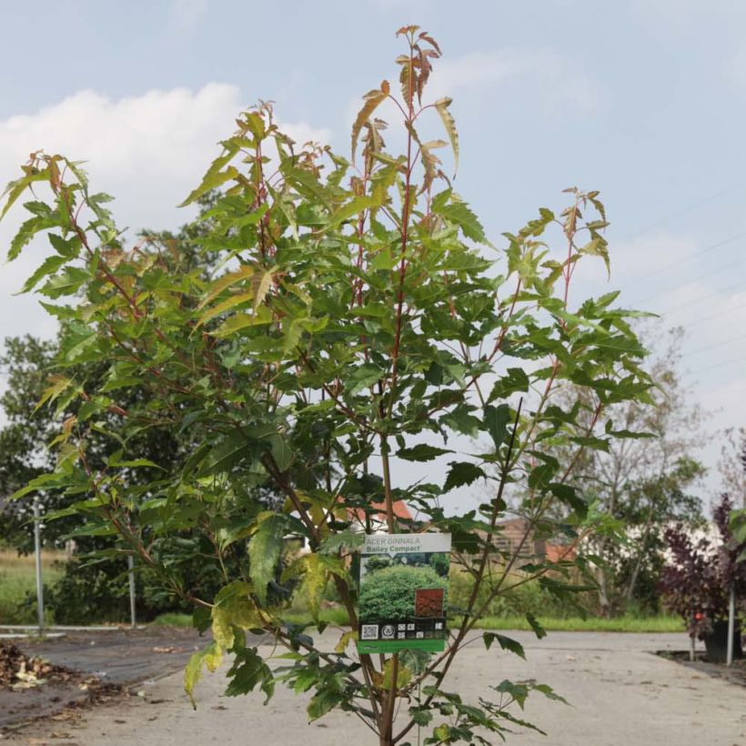 Feuer-Ahorn Moonrise - Acer tataricum subsp. ginnala (Foliage)