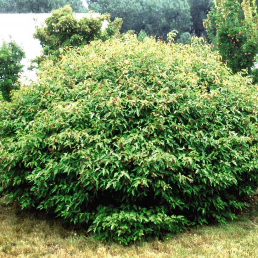 Feuer-Ahorn Moonrise - Acer tataricum subsp. ginnala (Plant habit)