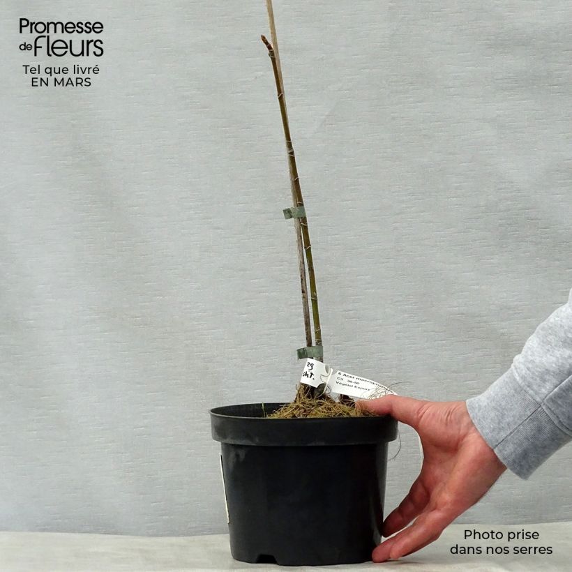 Exemplar von Großblättriger Ahorn - Acer macrophyllum Topf mit 7,5L/10L wie im Frühjahr geliefert