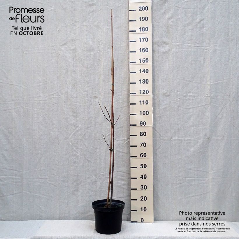 Example of Großblättriger Ahorn - Acer macrophyllum Topf mit 7,5L/10L as you get in automne