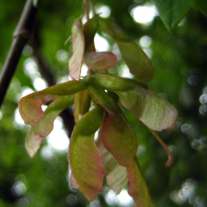 Acer negundo - Eschen-Ahorn (Harvest)
