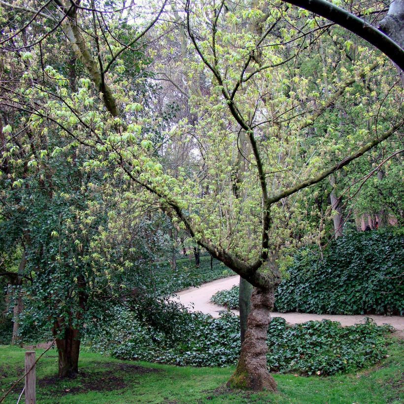 Acer negundo - Eschen-Ahorn (Plant habit)