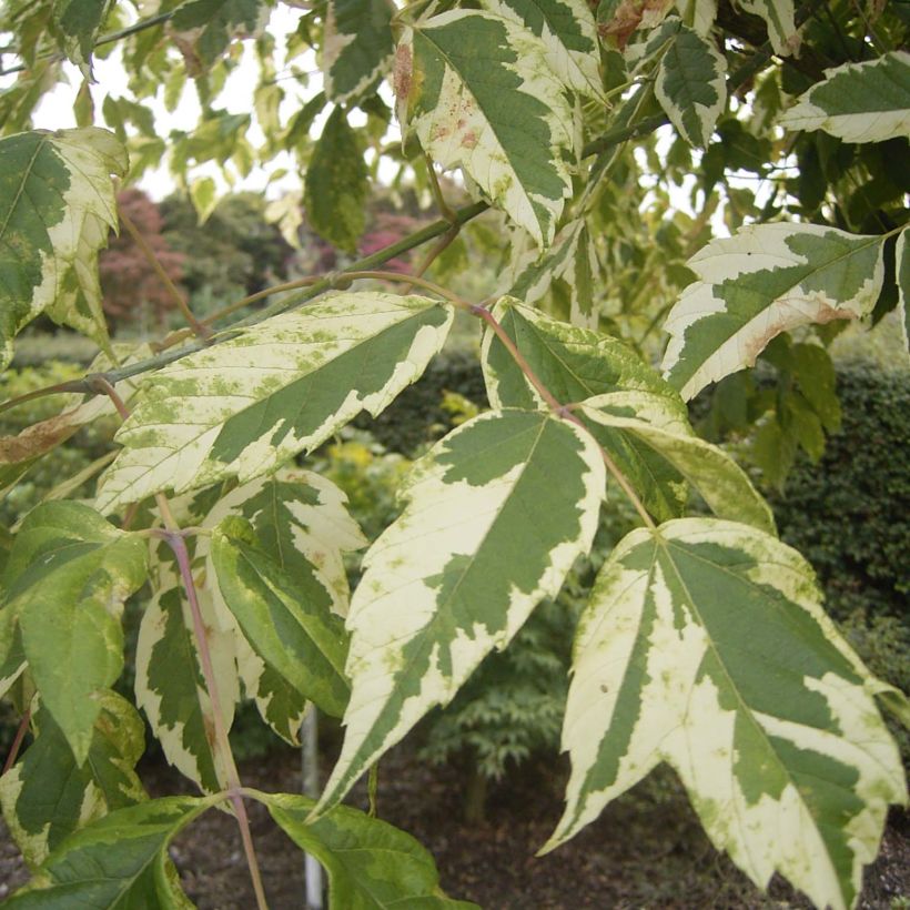 Eschen-Ahorn Aureomarginatum - Acer negundo (Foliage)