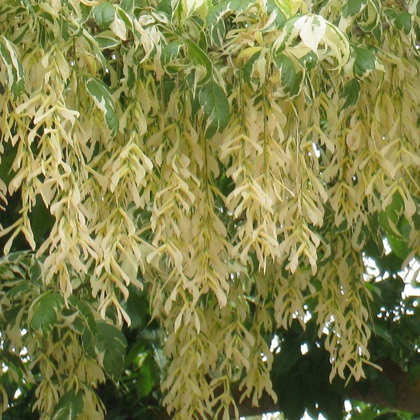 Eschen-Ahorn Aureomarginatum - Acer negundo (Flowering)