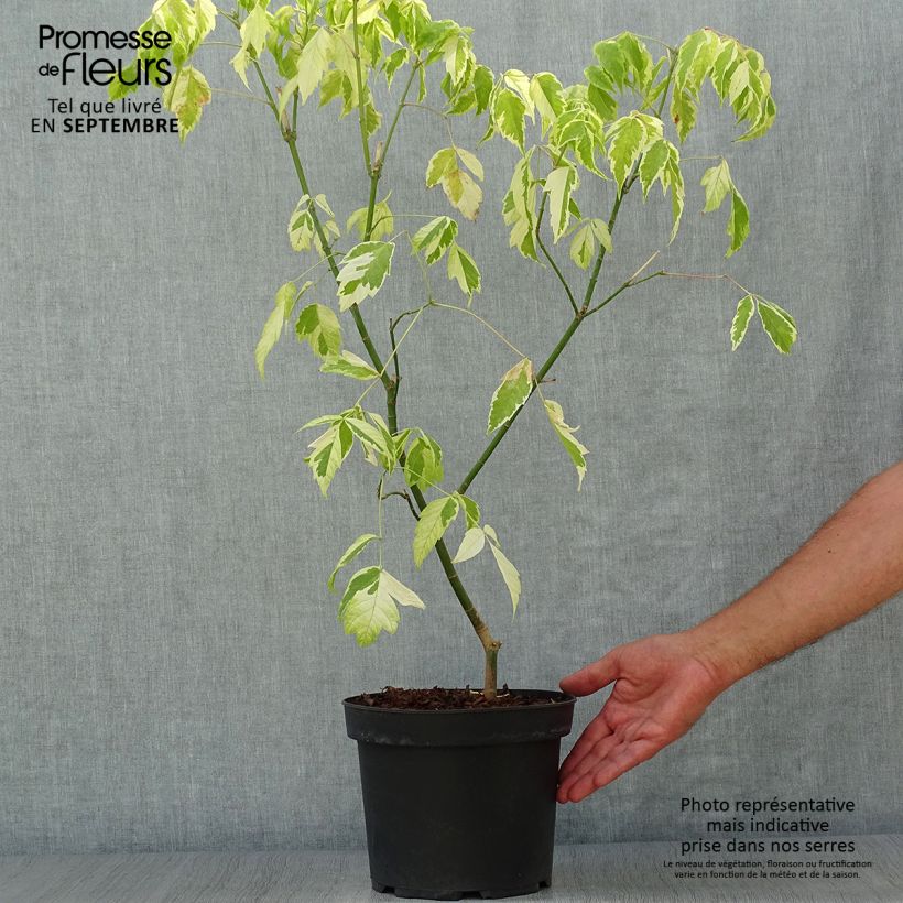 Example of Eschen-Ahorn Aureomarginatum - Acer negundo Topf mit 7,5L/10L as you get in automne