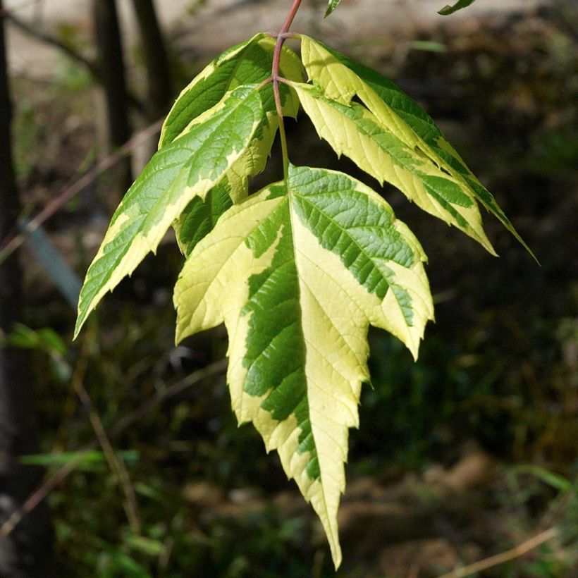 Eschen-Ahorn Aureovariegatum - Acer negundo (Foliage)