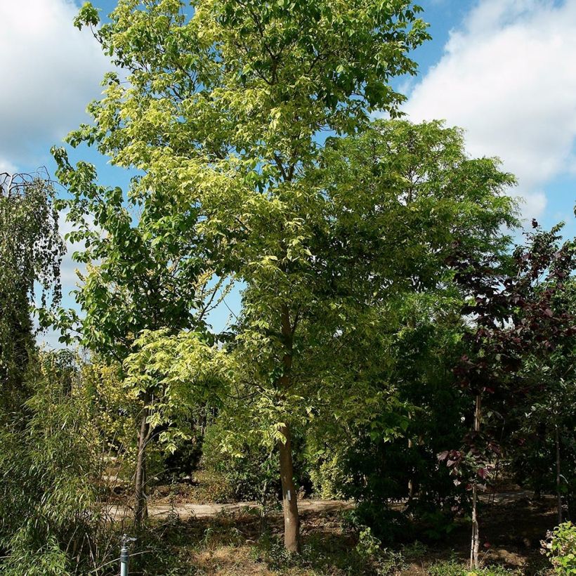 Eschen-Ahorn Aureovariegatum - Acer negundo (Plant habit)