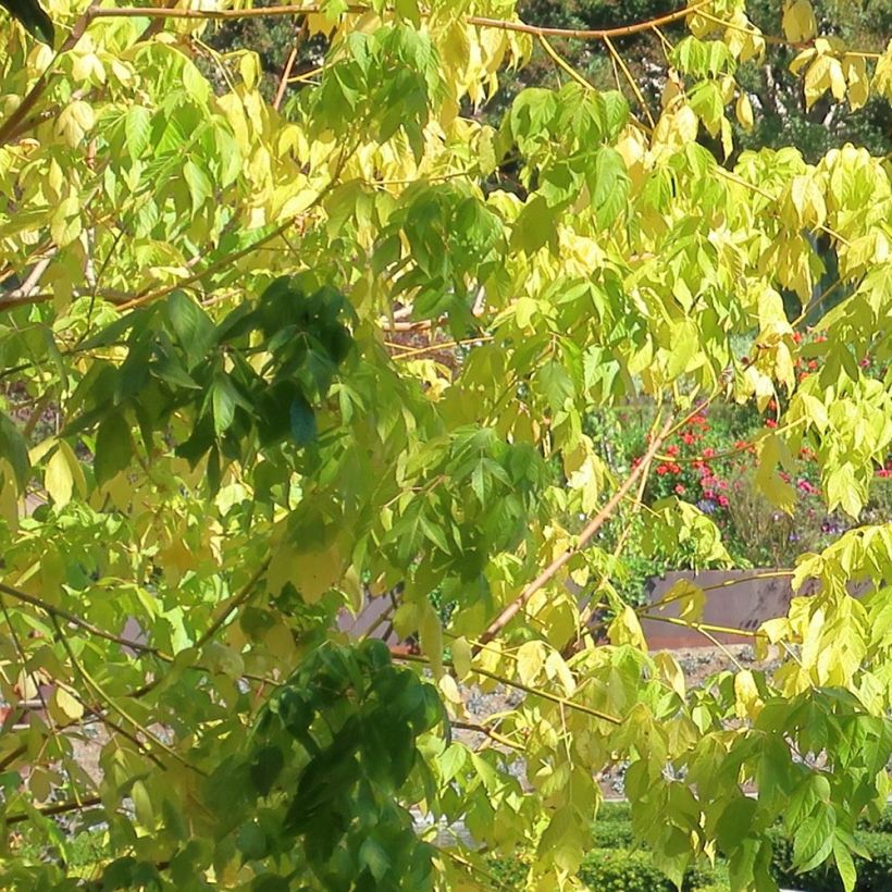 Eschen-Ahorn Kelly's Gold - Acer negundo (Foliage)