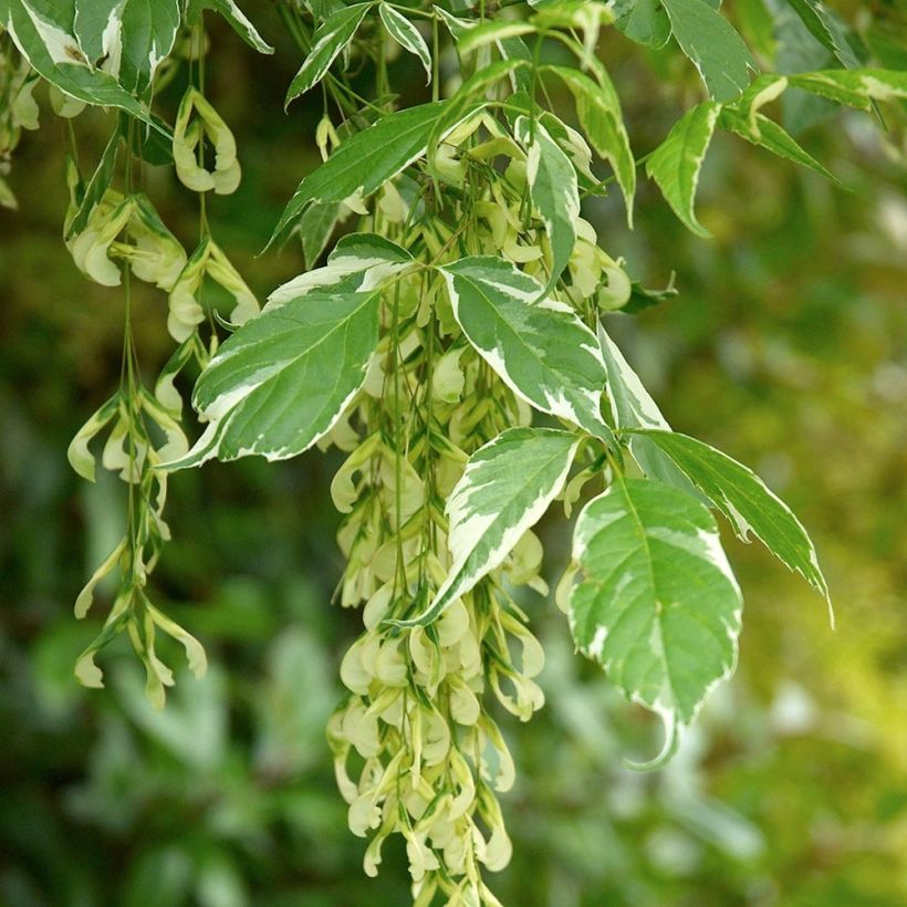 Eschen-Ahorn Variegatum - Acer negundo (Harvest)