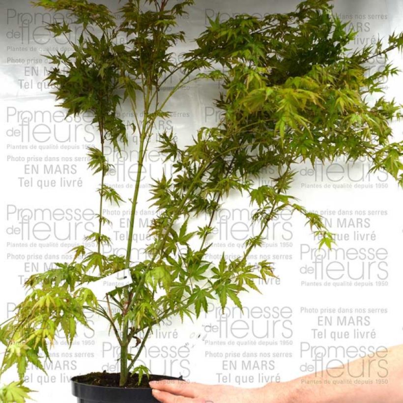 Beispiel eines Exemplars von Fächerahorn - Acer palmatum Topf mit 3L/4L wie geliefert
