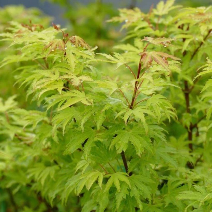 Fächerahorn Anne Irene - Acer palmatum (Foliage)