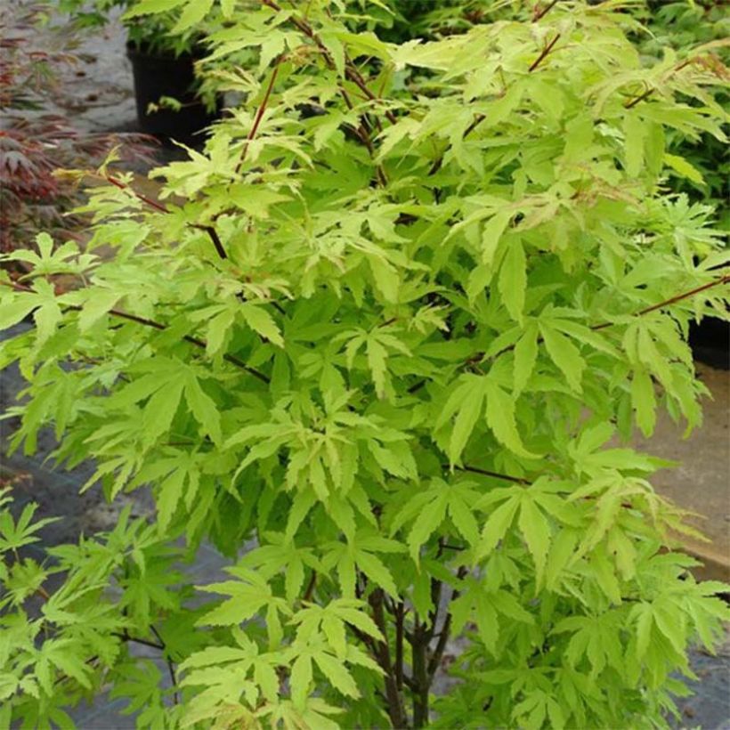 Fächerahorn Anne Irene - Acer palmatum (Plant habit)