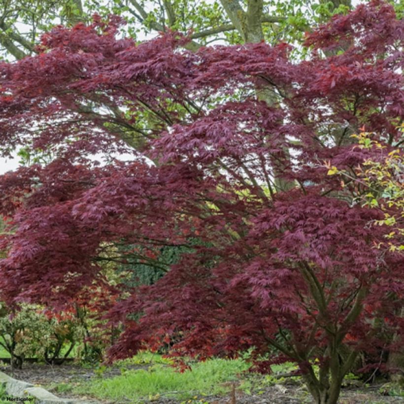 Fächerahorn Atropurpureum - Acer palmatum (Plant habit)