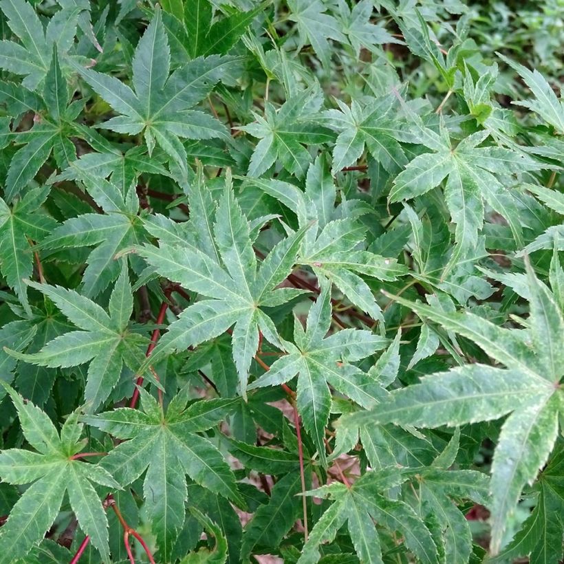 Fächerahorn Beni Tsukasa - Acer palmatum (Foliage)