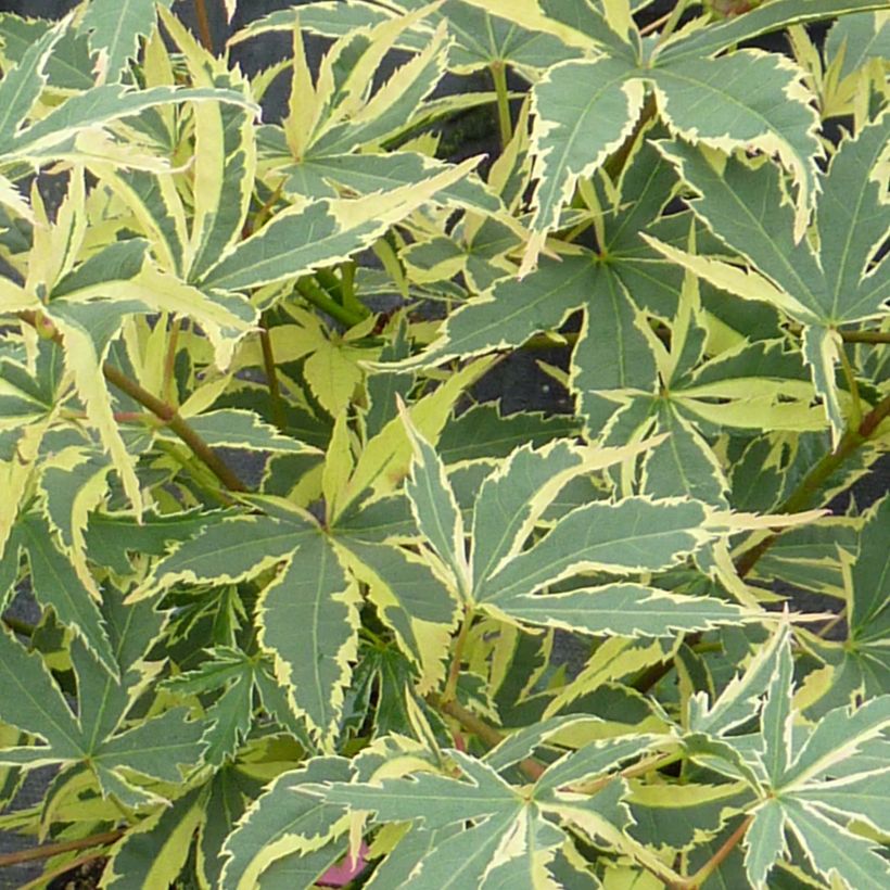 Fächerahorn Beni Shichihenge - Acer palmatum (Foliage)