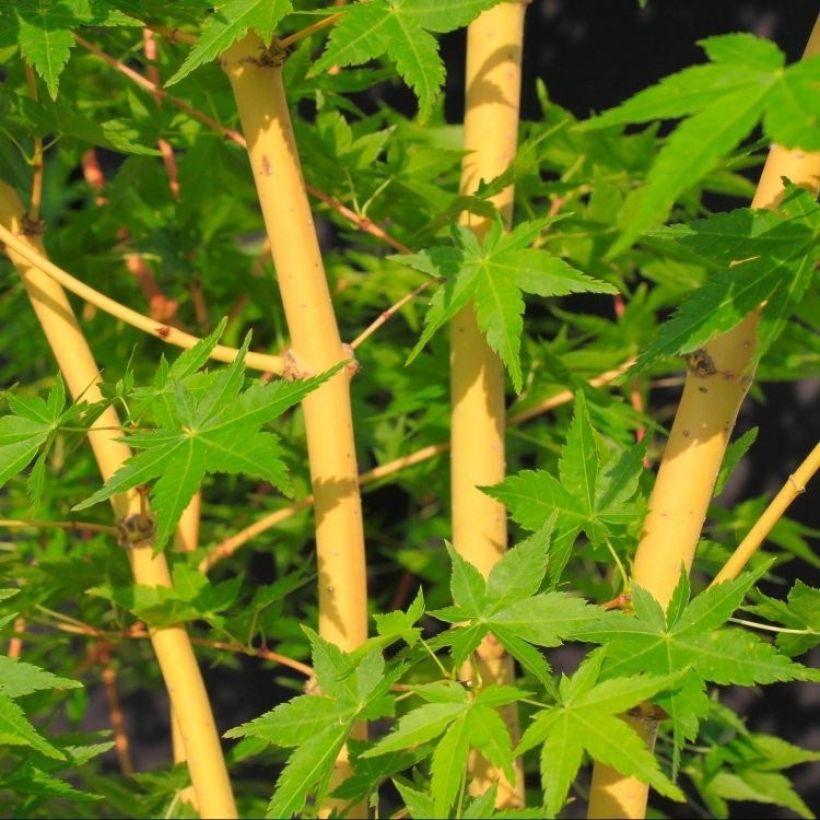 Fächerahorn Bi Hoo - Acer palmatum (Foliage)