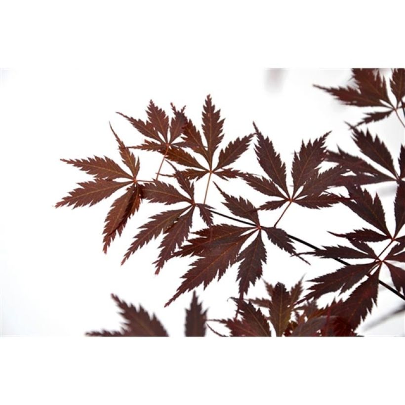 Fächerahorn Black Lace - Acer palmatum (Foliage)