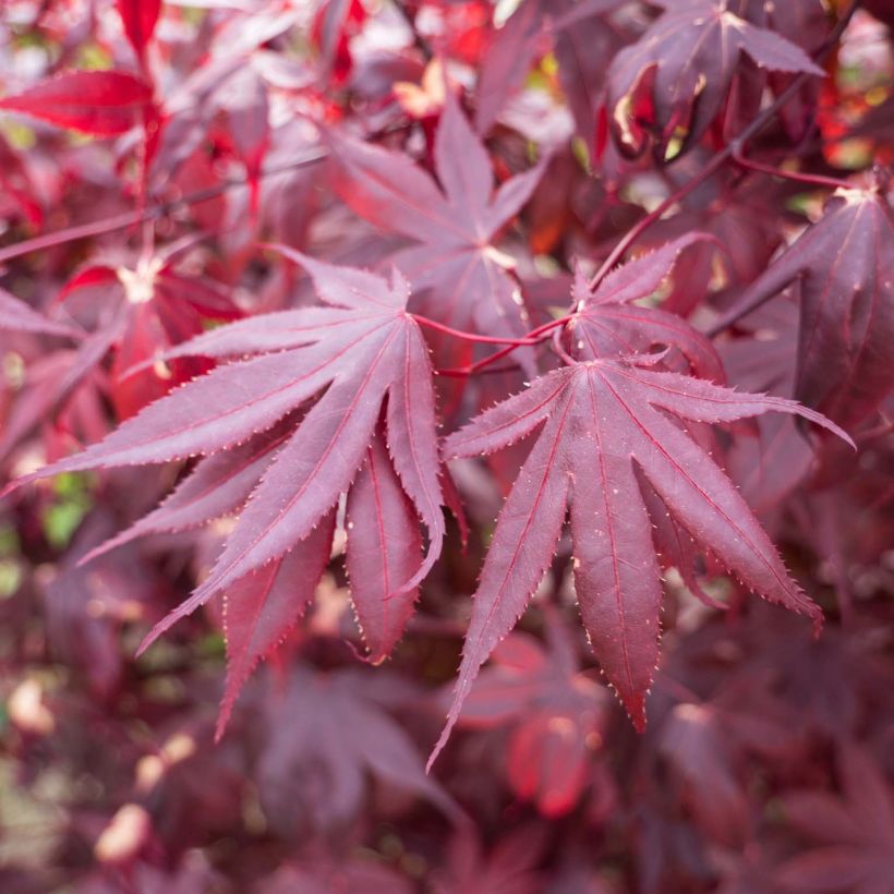 Fächerahorn Bloodgood - Acer palmatum (Foliage)