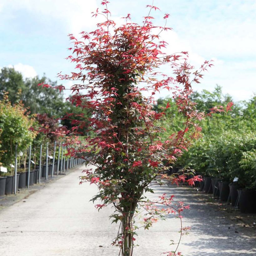 Fächerahorn Deshojo - Acer palmatum (Plant habit)