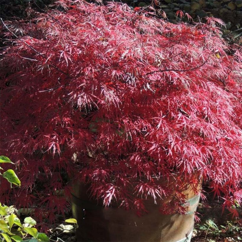 Fächerahorn Firecracker - Acer palmatum (Foliage)