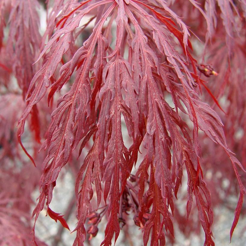 Fächerahorn Dissectum Tamukeyama - Acer palmatum (Foliage)