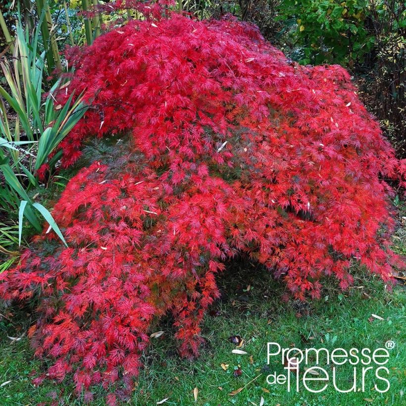 Fächerahorn Emerald Lace - Acer palmatum (Plant habit)