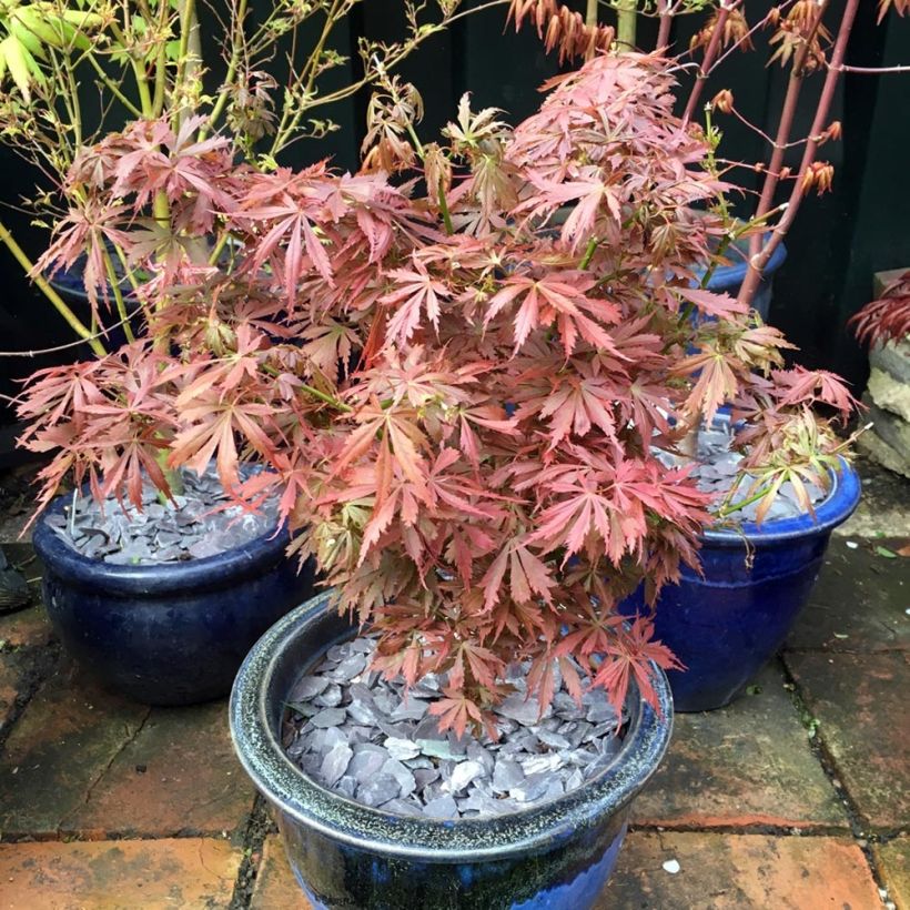 Fächerahorn Jerre Schwartz - Acer palmatum (Plant habit)