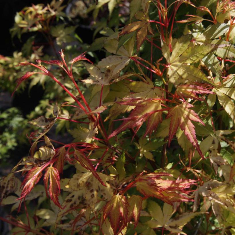 Fächerahorn Katsura - Acer palmatum (Foliage)