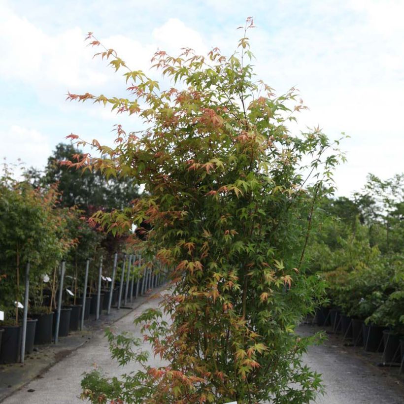 Fächerahorn Katsura - Acer palmatum (Plant habit)