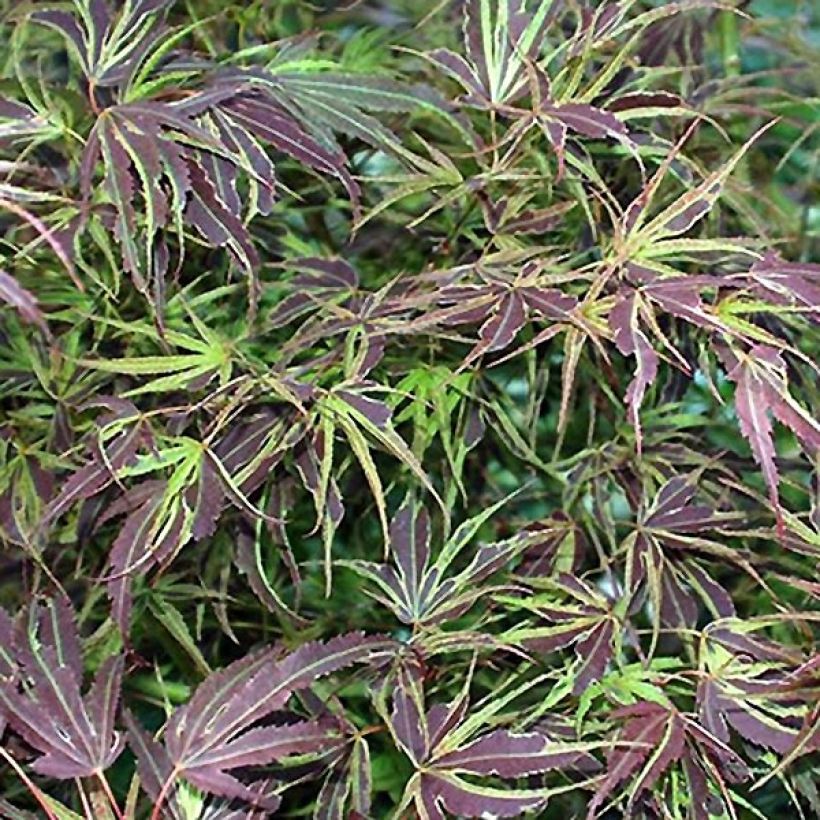 Fächerahorn Manyo-No-Sato - Acer palmatum (Foliage)