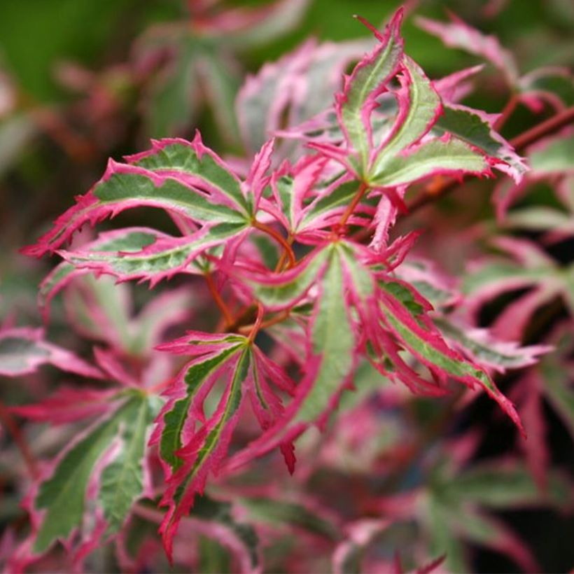 Fächerahorn Marlo - Acer palmatum (Foliage)
