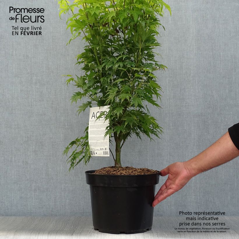 Example of Fächerahorn Orange Dream - Acer palmatum Topf mit 7,5L/10L as you get in automne