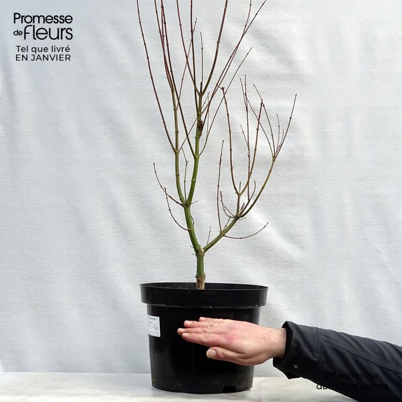 Exemplar von Fächerahorn Orange Dream - Acer palmatum Topf mit 7,5L/10L wie im Winter geliefert