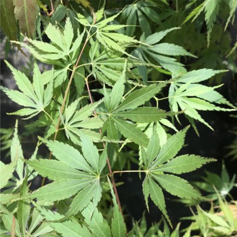 Fächerahorn Orange Flame - Acer palmatum (Foliage)